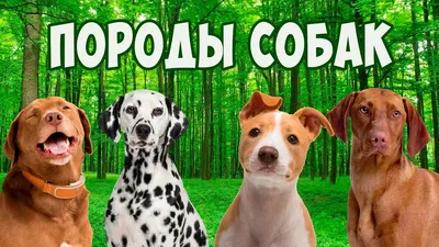 Самые популярные породы собак в России в 2022 году | Животные | WB Guru