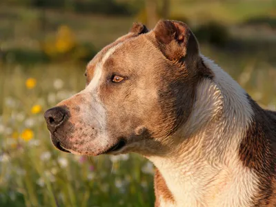 Шпиц, чихуа-хуа и корги возглавили топ популярных пород собак 2022 года |  Ветеринария и жизнь