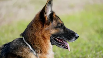 Самые опасные породы собак в Украине - список - Pets