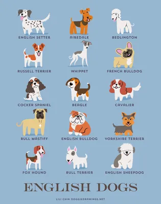 Породы собак на английском с картинками