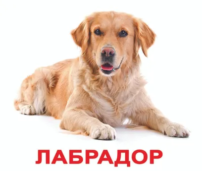 Порода собак бигль: описание, характер, уход и содержание
