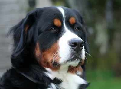 Стафф собака: фото, характер, описание породы