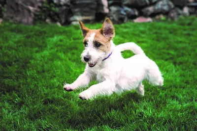 Не только колли: шотландские породы собак - Питомцы Mail.ru