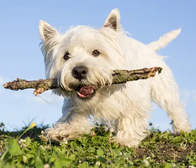 Йоркширский терьер порода собак - товары для йорка | VetaStar