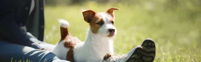 Порода собак джек-рассел-терьер (30 фото) | Собака джек рассел, Джек рассел  терьер, Джек рассел