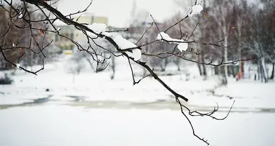 В последний день января в Курске пройдет небольшой снег