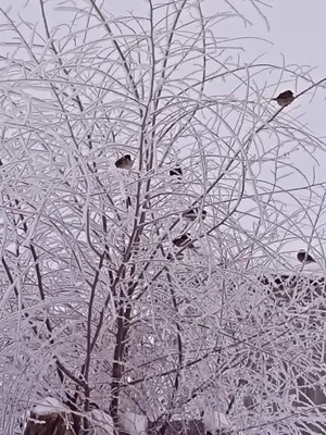 Барнаул оделся в снежное кружево в последний день января