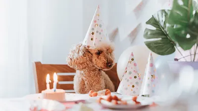Открытки с Днем Рождения с собаками