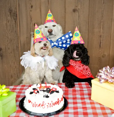 Пригласительное на день рождения \"Вечеринка собак\" - BestInvite