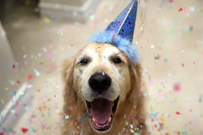 Фото и Картинки с собаками с днем рождения