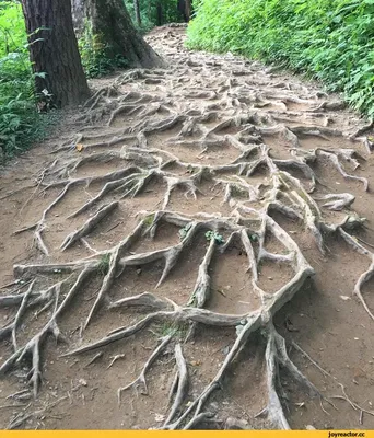 Приятной прогулки картинки