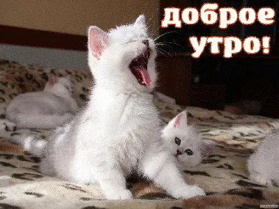 Зимние открытки \"Доброго утра!\" (236 шт.)