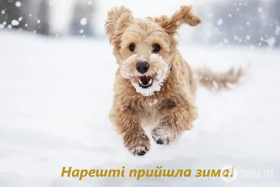 Прикольная открытка с Первым Днём Зимы, с белочкой • Аудио от Путина,  голосовые, музыкальные