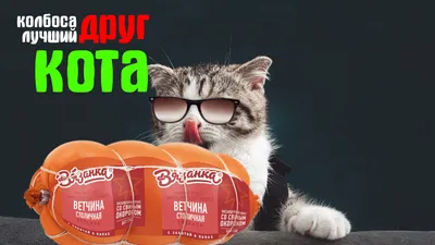 Выбраны самые смешные фото домашних животных 2023 года - Новости  Сахалинской области - astv.ru
