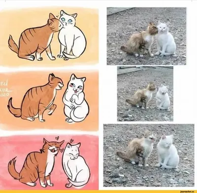 Прикольные картинки с животными про любовь