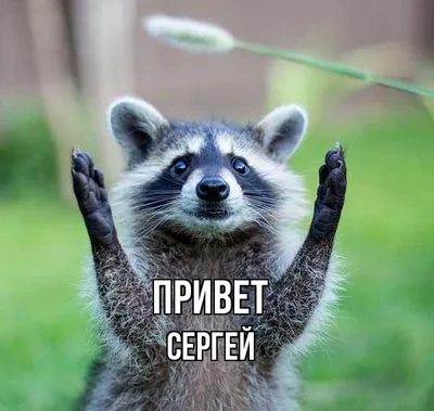 Ответы Mail.ru: После \"привет\" надо запятую ставить? Например: \"Привет  Сергей. \"
