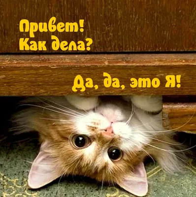 ПОНЕДЕЛЬНИК ДЕНЬ ДОМАШНИХ ПРИВЕТОВ. ПРО ТАНЮШУ) Всем привет горячий от  Танюшки) #танечкакошка #кошки #бездомныеживотные | Instagram