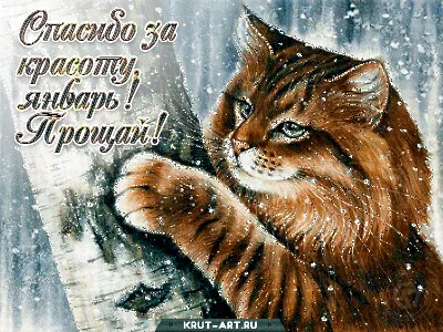 Зимняя красивая картинка со снегом, мерцающая открытка с котом «Прощай  январь,спасибо за красоту» | Прощай, Картинки, Январь