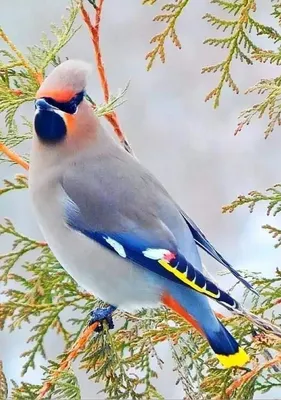 Самые красивые птицы россии - красивые фото