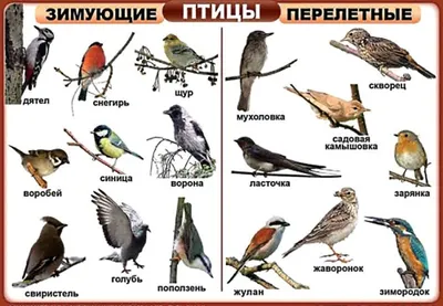 Какие птицы живут в Москве и Подмосковье? Расскажу в этой статье |  Интересные интересности (ИИ) | Дзен