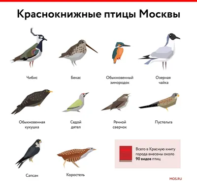 Зимующие и перелетные птицы - презентации и картинки