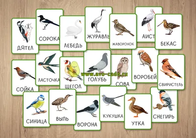 картинки птиц для детей с названием скачать для распечатки