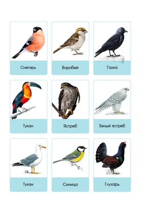Карточки \"Птицы\" | Картинки домашних животных, Птицы, Фотографии птиц