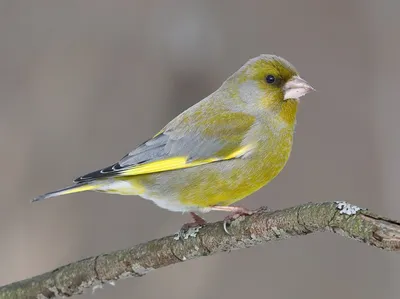 Видео: Звуки живой природы — как поют птицы средней полосы России