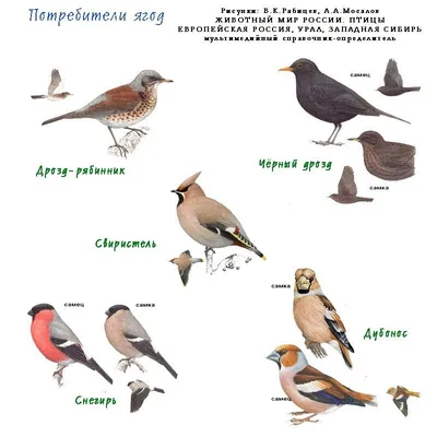 Зимующие птицы алтайского края (40 фото)