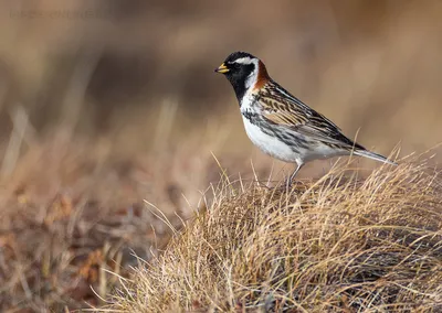 Голоса птиц круглый год. 100 видов птиц поют в кадре - YouTube