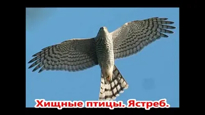 Зимующие птицы России. Литур Указка.Ру