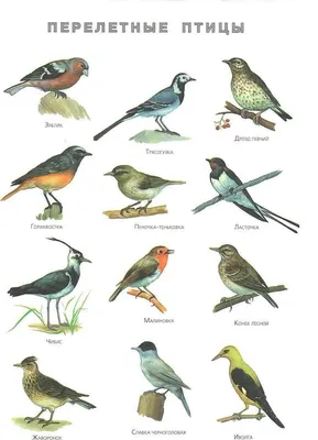 Каталог птиц Чувашии - Чебоксары