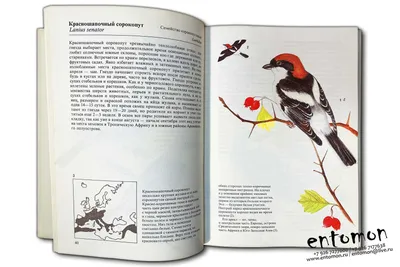 Calaméo - Птицы заповедников Северного Кавказа (1-201)