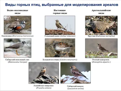 Птицы России. Часть 7 | Русские Древности | Дзен