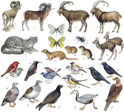Горихвостка-чернушка — Википедия
