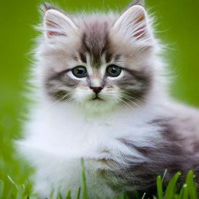 Маленькие пушистые котята стоковое фото. изображение насчитывающей серо -  40642474