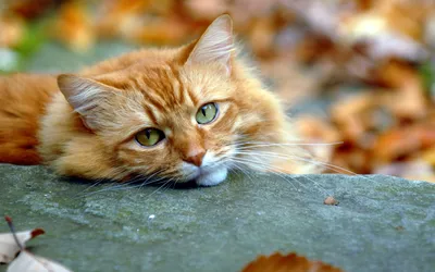 10 самых пушистых пород кошек | Советы Умного Кота | Дзен