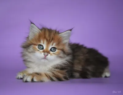 Купить картина по номерам Красиво Красим Пушистые котята, 60 х 80 см, цены  на Мегамаркет | Артикул: 600004366929