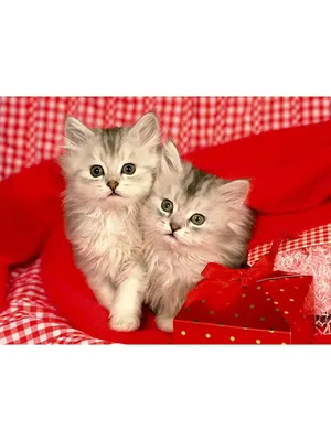милый котёнок / маленький котик / пушистик / картинка / обои |  Очаровательные котята, Кошачьи фотографии, Милые котики
