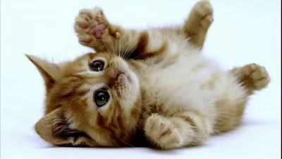 Самые пушистые в мире кошки. Обсуждение на LiveInternet - Российский Сервис  Онлайн-Дневников
