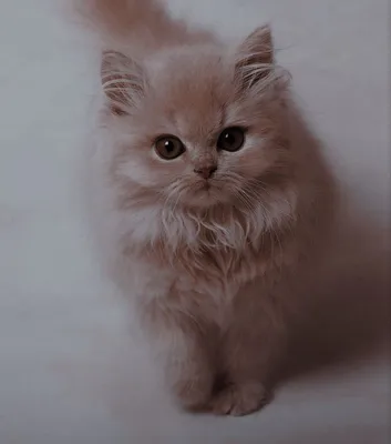 Пушистые красавцы: породы кошек, признанные во всем мире красивыми -  Рамблер/женский