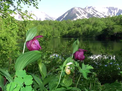 Растения Дальнего Востока России — названия, описание и фото — Природа Мира