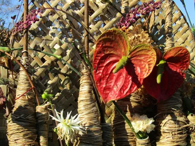 Первоцветы Уссурийской тайги - Квакша