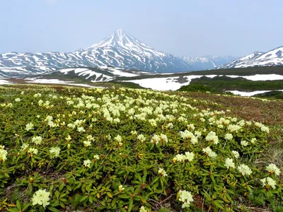 Морозостойкие неприхотливые многолетники для цветников в Сибири и на Урале