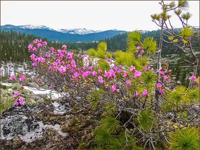 Краснокнижные растения и животные Якутии — Улус Медиа