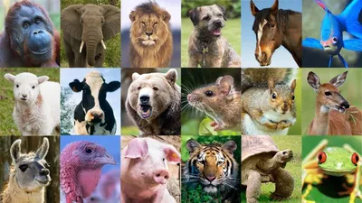 Разные животные на одной картинке