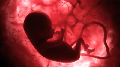 Что видят младенцы в утробе матери? - Hi-News.ru