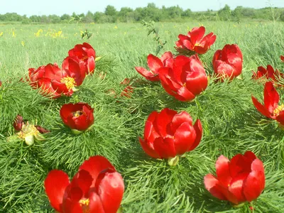 ТОП-10 растений, занесённых в Красную книгу | Ведомости законодательного  собрания НСО