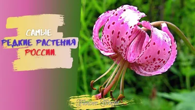 Самые редкие растения России.🌼Краснокнижные растения России. - YouTube