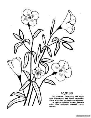 Рисунки растений из красной книги - 76 фото
